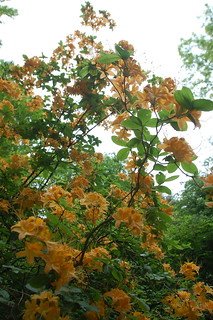 Arnold Arboretum, 18 May 2010: Orange bloomy things near Explorers Garden along Beech Path on the side of Bussey Hill