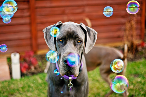 23/52 - Bubbles!!! by bivoir