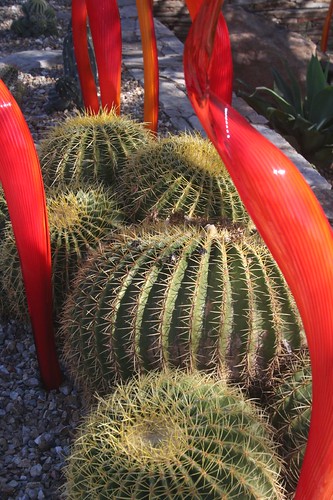 Chihuly exhibit: Desert Botanical Garden