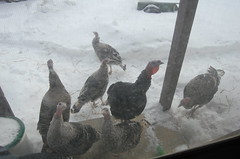 Turkeys at the door