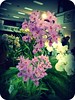 Orquídea - Bardiemdrum