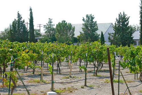 Grapevines by .Larry Page, on Flickr