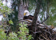 Eagle at nest