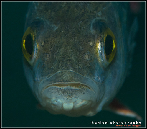 Perch in Capernwray close up