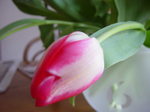 pink Tulpen at home