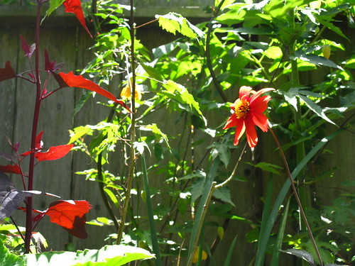 2009-08-01 garden; red dahlia, plus Atriplex hortensis