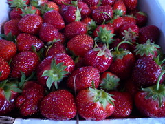 quebec strawberries