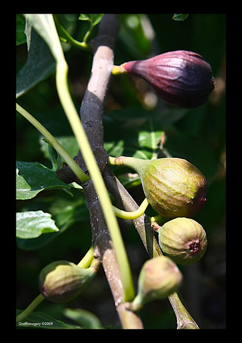 Happy August from my garden!!! FIG-ment of your imagination by you.