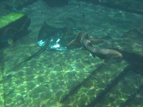 Sharks and Sting Rays