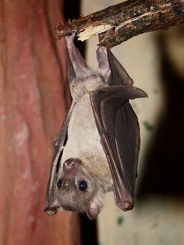 fruit bat. Fruit Bat (Rousettus