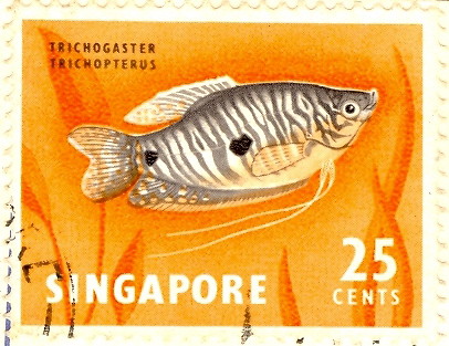 Singapore - Stamp, fish, 25 cents | Flickr - Photo Sharing!