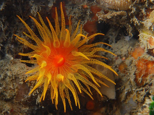 海底太陽花(1)