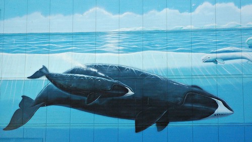 Whale with little baby, mural JC Pennies parking lot, Anchorage, Alaska, USA by Wonderlane