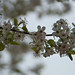 Flowering Branch