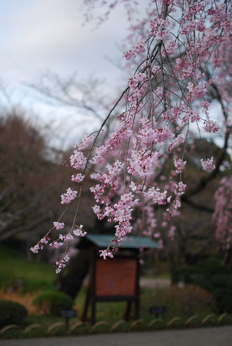 しだれ桜その2＠小石川後楽園