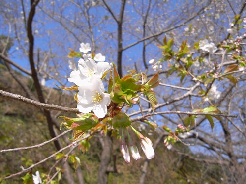 09-03-22【桜】＠和歌山・青岸渡寺