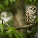 Barred Owl 2 by strobist