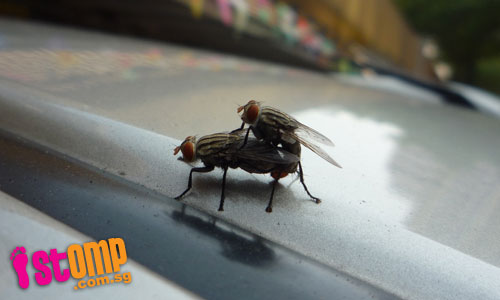 Houseflies make out on my bf's car, says STOMPer