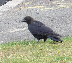 Crow in Hornchurch
