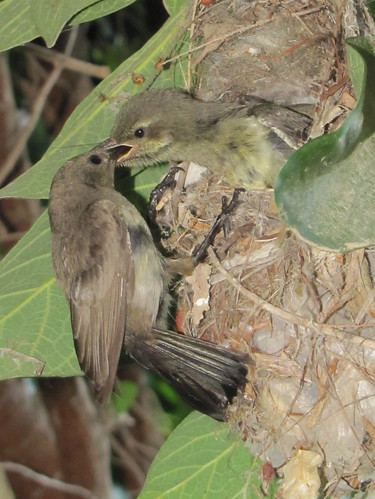 Mama Sunbird feeds her babies 5