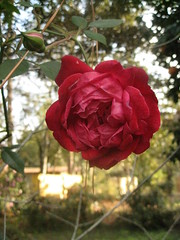 'Louis Phillippe' rose