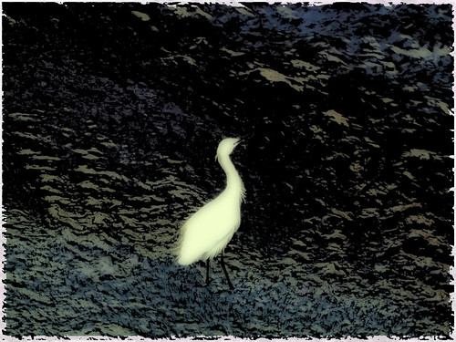 Egret (by Sonic Wu)
