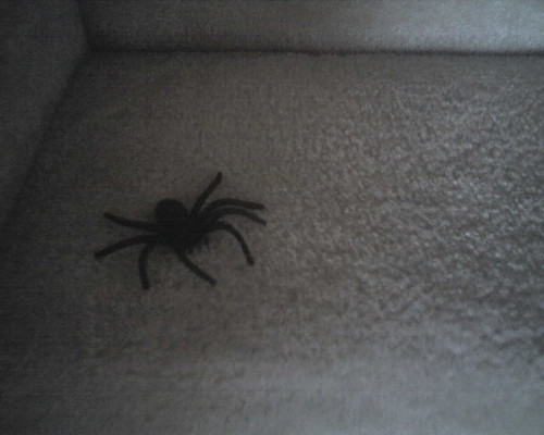 Spider on the stairs