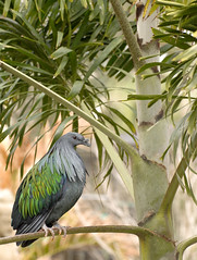 Nicobar Pigeon - Caloenas Nicobarica