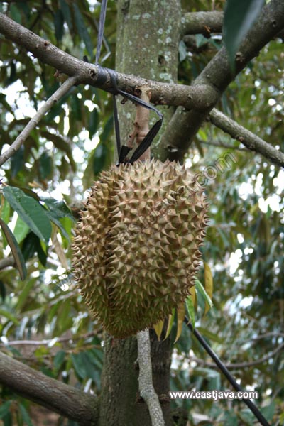 Durian Montong - Pasuruan