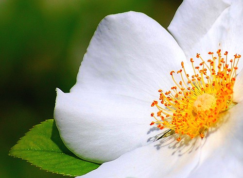 cherokee rose. The Cherokee Rose was given