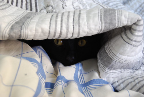 Figaro puts himself to bed under the covers