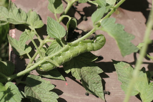 Green, tobacco hornworm savaging my tomatoes