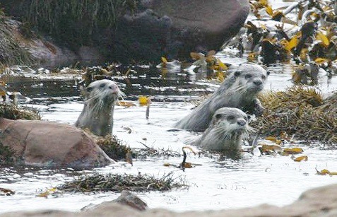 capeclawlessotters