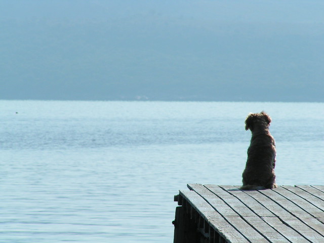 Dog looking out to sea, Greece