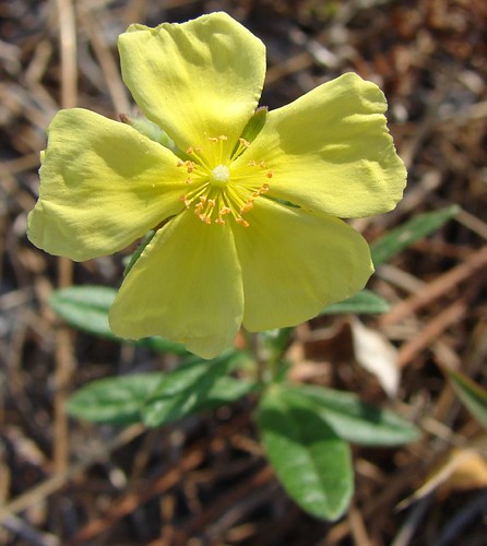 one of the flowering weeds