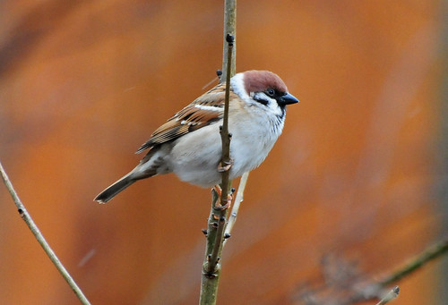 Tree Sparrow, Passer montanus, in the Rain at The Butterfly House, Sheffield