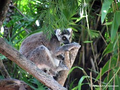 IMG_1364-WDW-DAK-ring-tailed-lemur