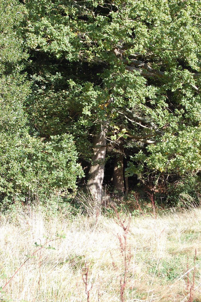 oak tree at the edge