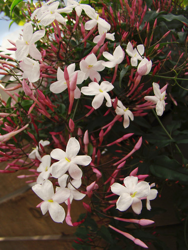pink jasmine flowers