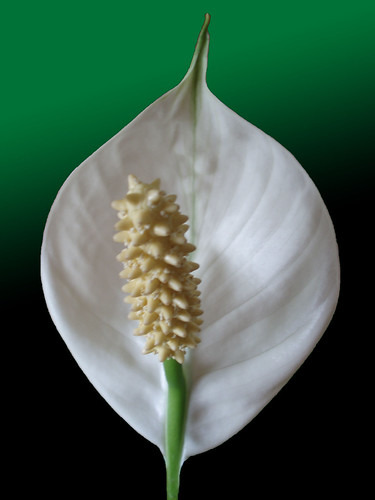 Mums spathyphylum - Peace lily by frans schmit 