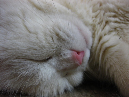 Sleeping Cat: even closer