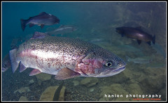 trout feeding at Capernwray Diving centre, Lancaster, UK-6