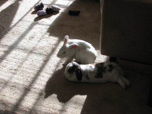 gus (scratching) and betsy in the sun