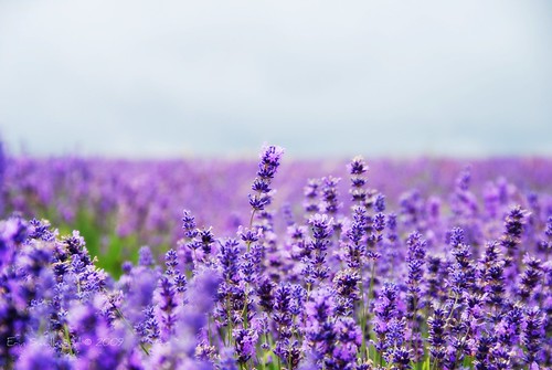 Mayfields Lavender