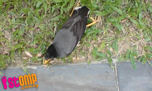 Poisoned birds left to suffer all around Toa Payoh estate