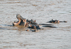 Hippos having fun in the Shire river 2