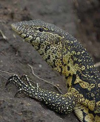 Monitor lizard, Liwonde