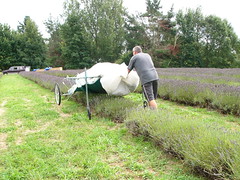 20090209g Harvesting the Lavender