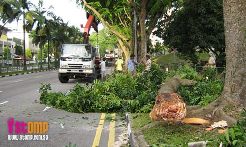 Big tree falls on the road, causes traffic jam