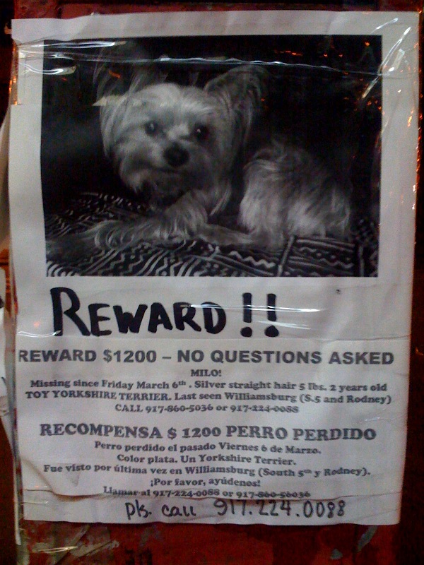 What type of jerk steals somebody's dog? Part II